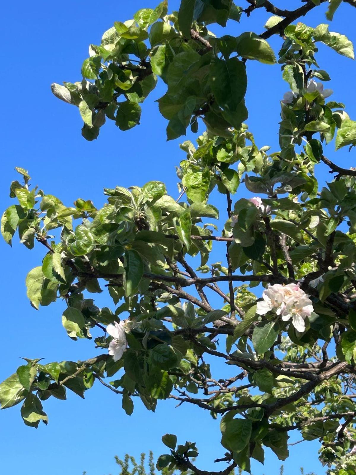 דירות Chestfield The Apple Tree מראה חיצוני תמונה